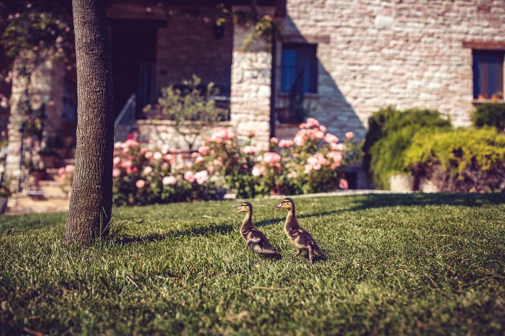 Agriturismo Casal San Sergio Fossombrone Eksteriør bilde
