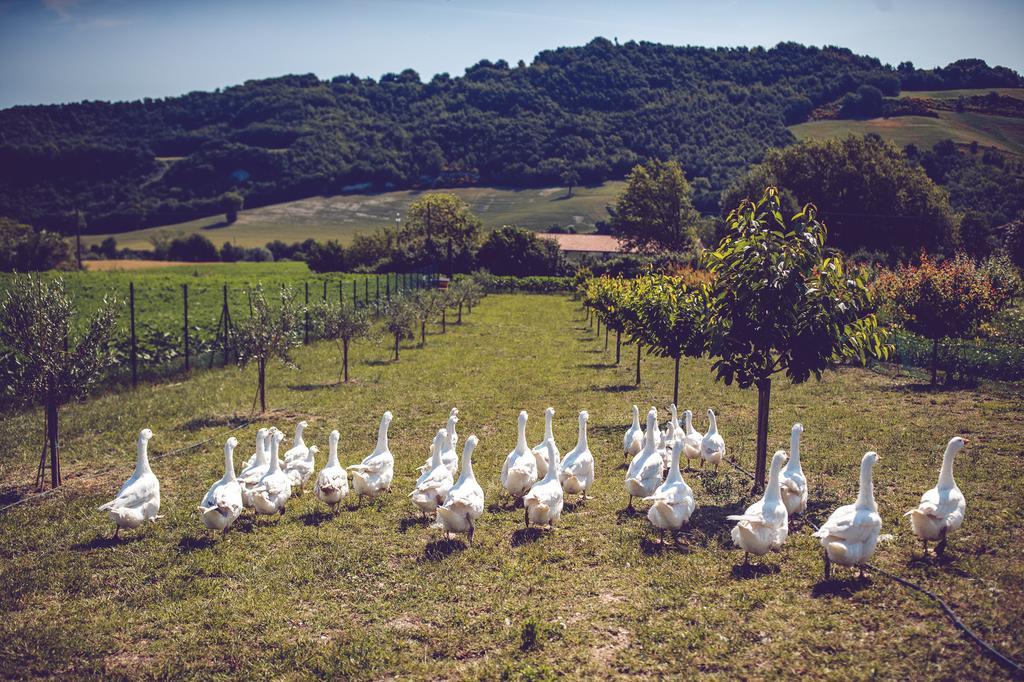 Agriturismo Casal San Sergio Fossombrone Eksteriør bilde