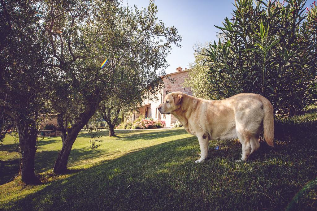 Agriturismo Casal San Sergio Fossombrone Eksteriør bilde